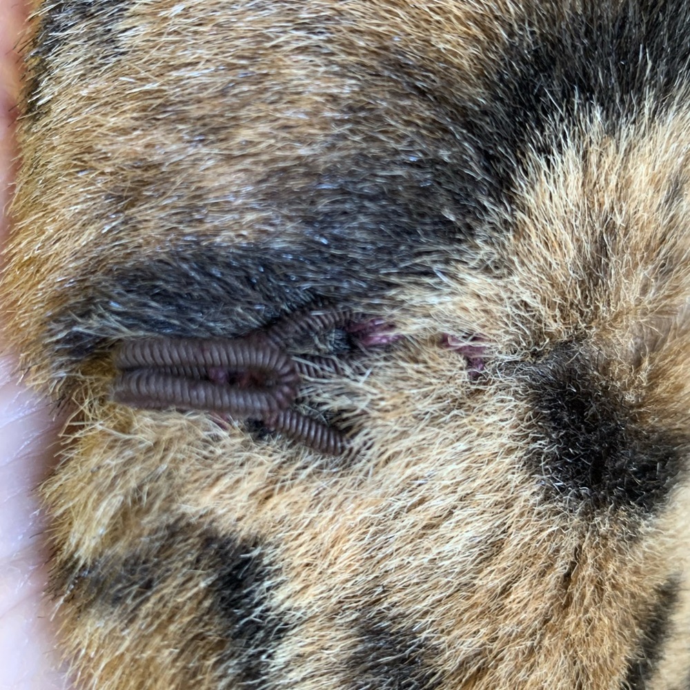 Azens of Philadelphia Faux Fur Coat - Picture 7 of 8